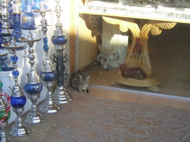 Кошка