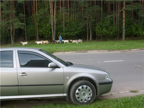 Козы